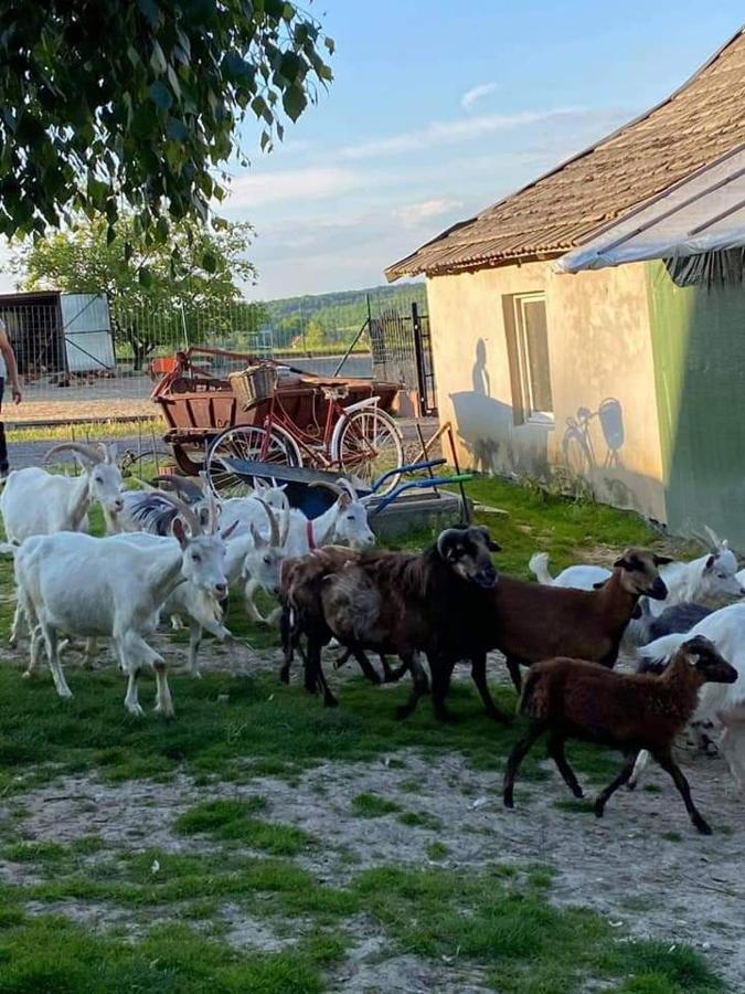 Villa Gosp. Agroturystyczne Stary Gaj Zerkowice Exterior foto